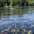 canoes_limeuil_base_canoes_dordogne_vezere_parcours_Port_Muzart_Limeuil